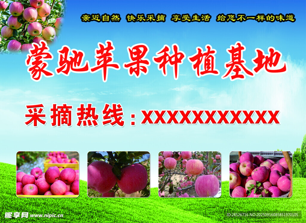蒙脆蘋果種植基地采摘信息