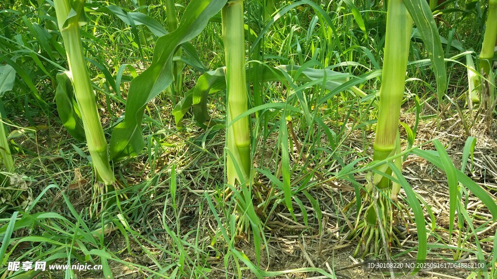 田間植物
