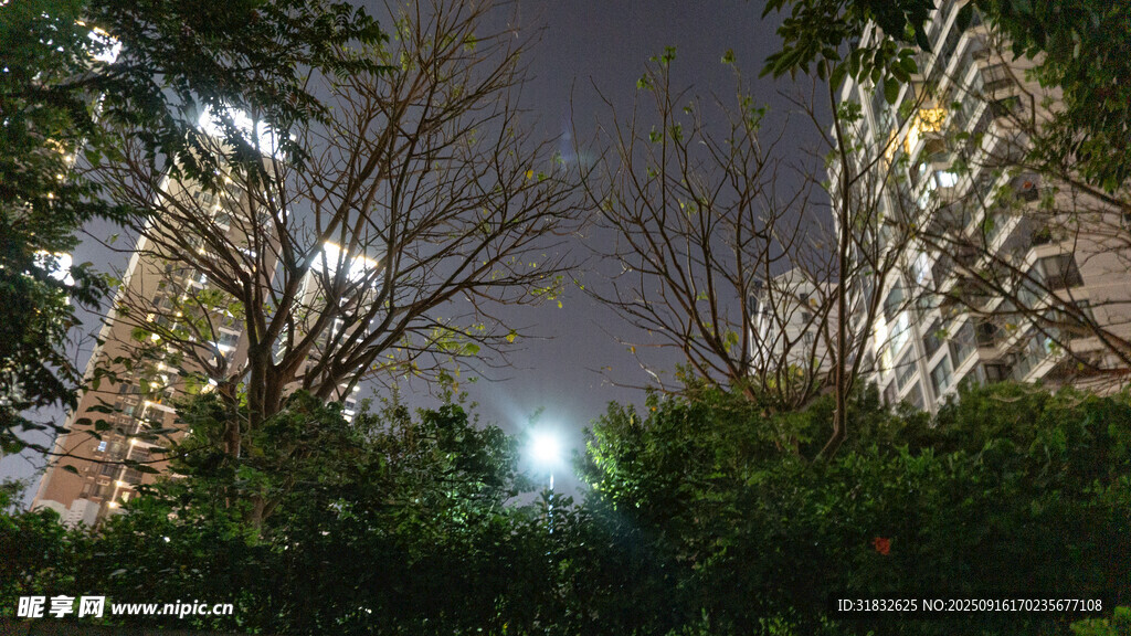 夜幕下的高樓與綠植
