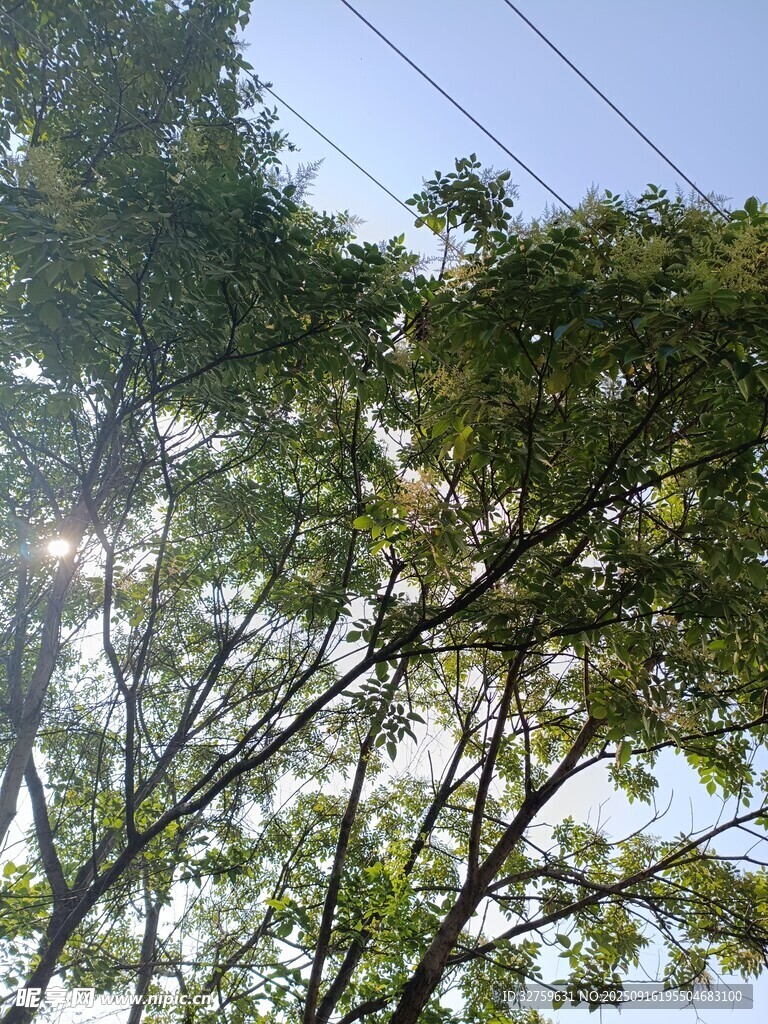 陽光透過枝葉的清新景象