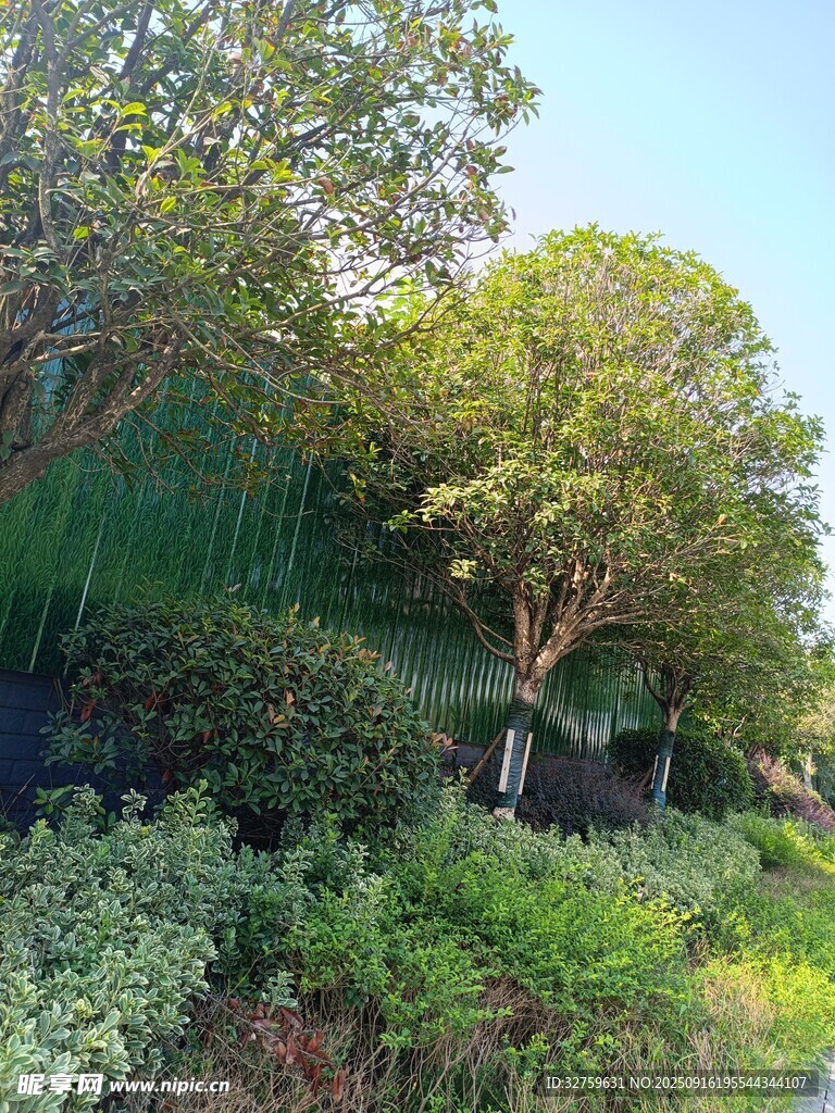 綠意盎然的自然景觀