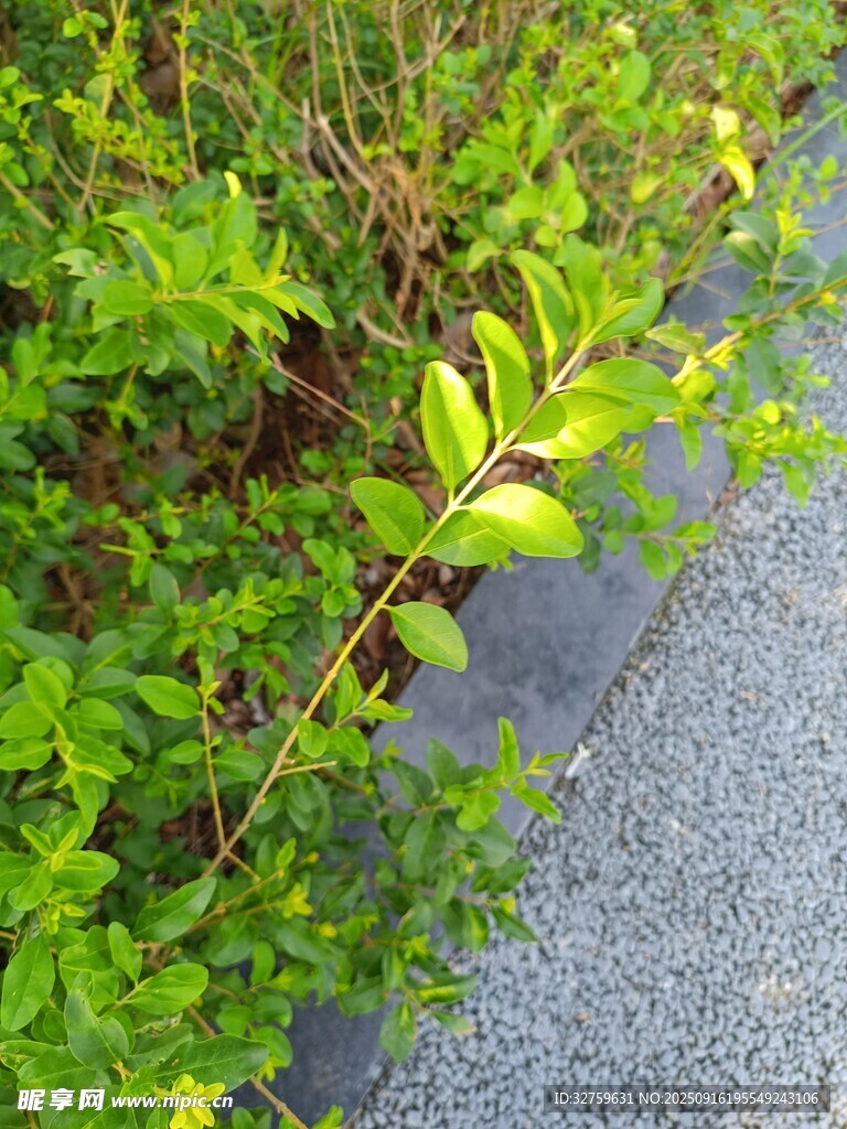 路邊綠植生機盎然