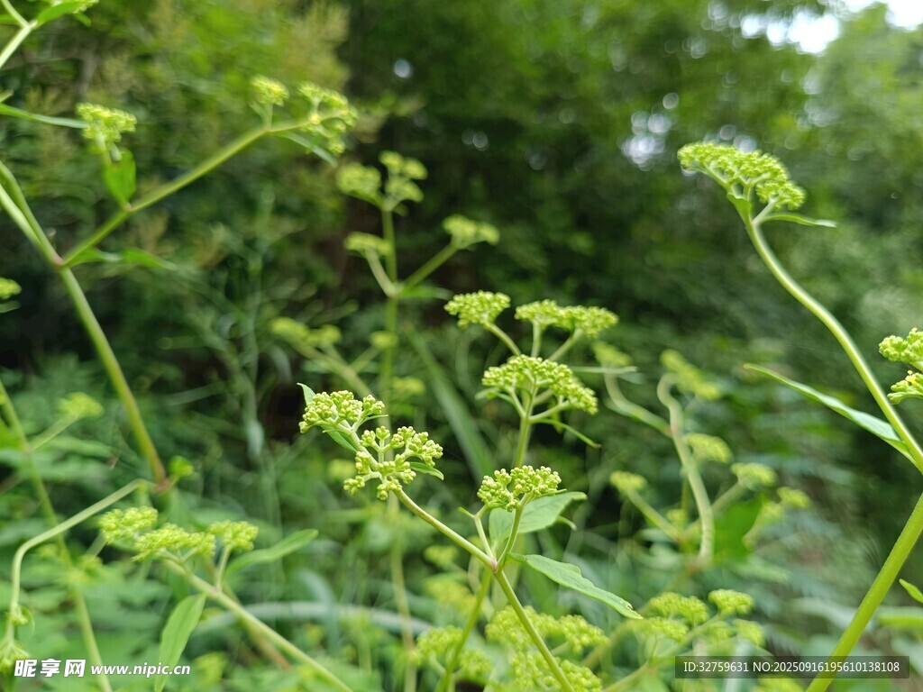 野外嫩綠植物特寫
