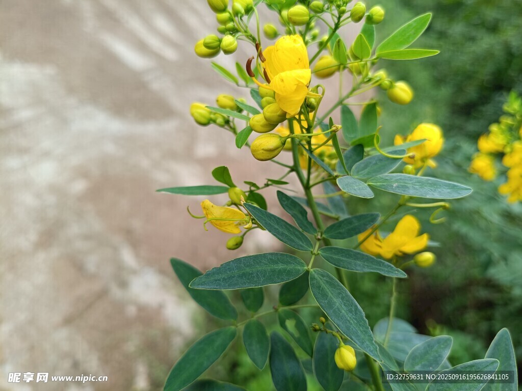 黃色小花綻放于綠葉間