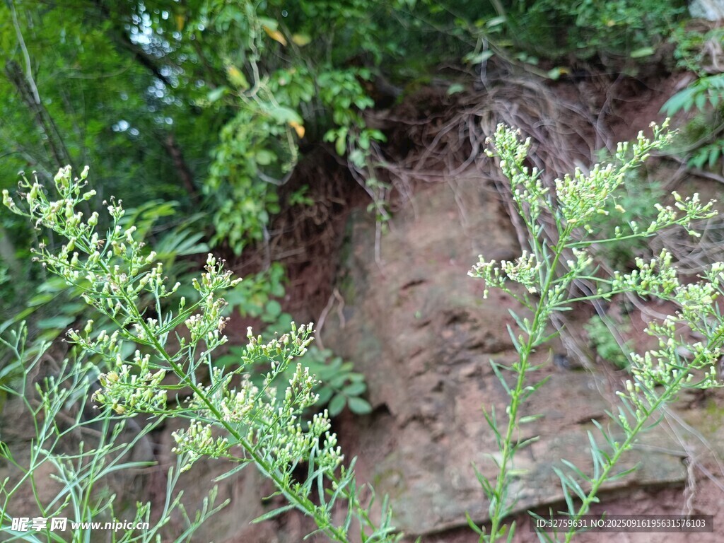 野外綠植旁的泥土場景