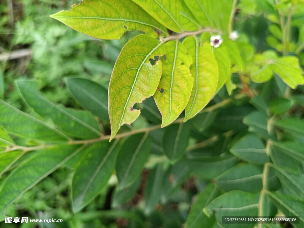 嫩綠葉片的清新植物景象