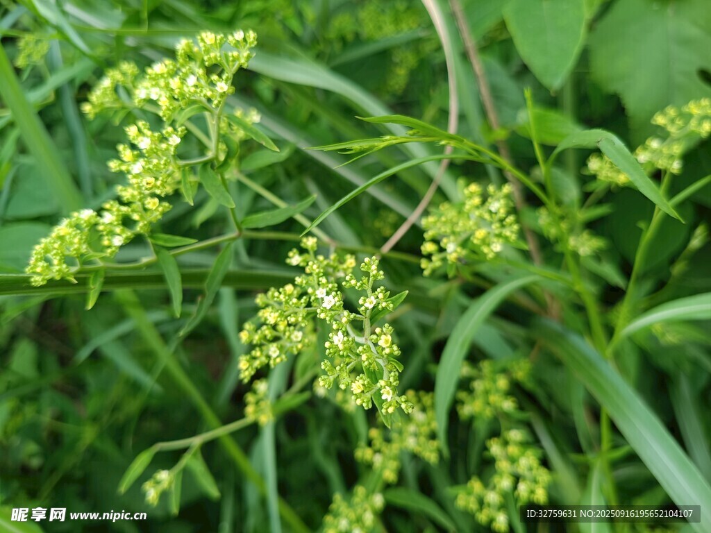 綠色植物的繁茂花穗
