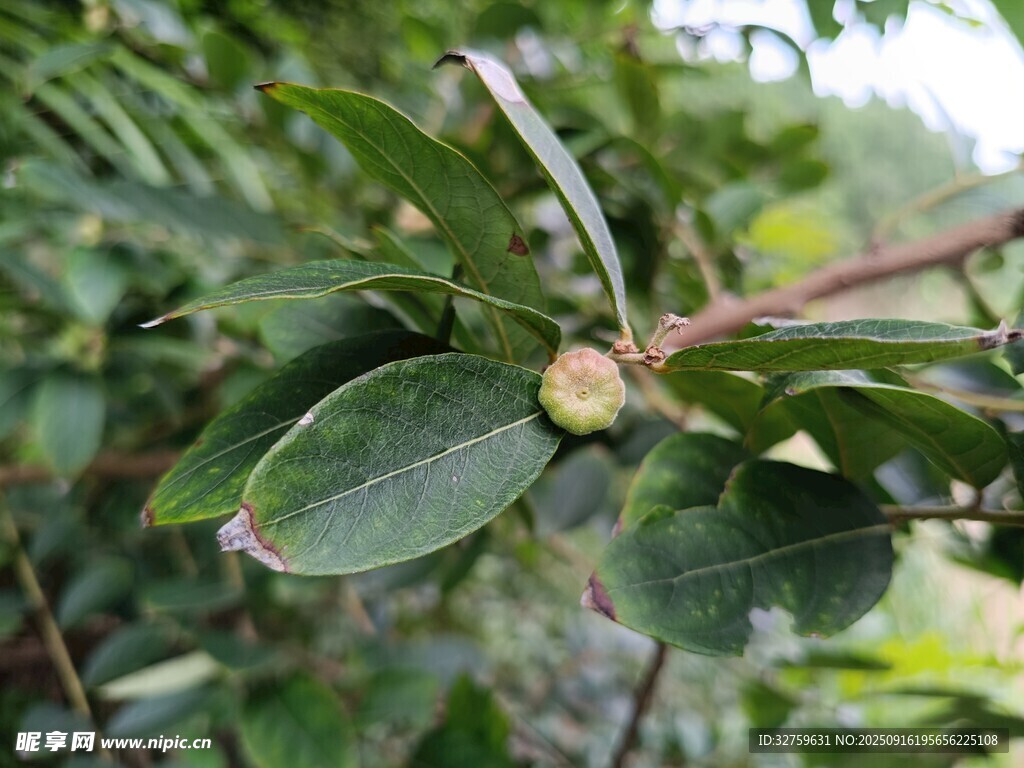 枝頭綠葉間的未熟果實