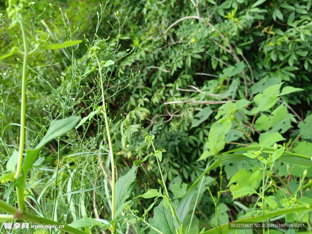 繁茂的綠色植物景觀