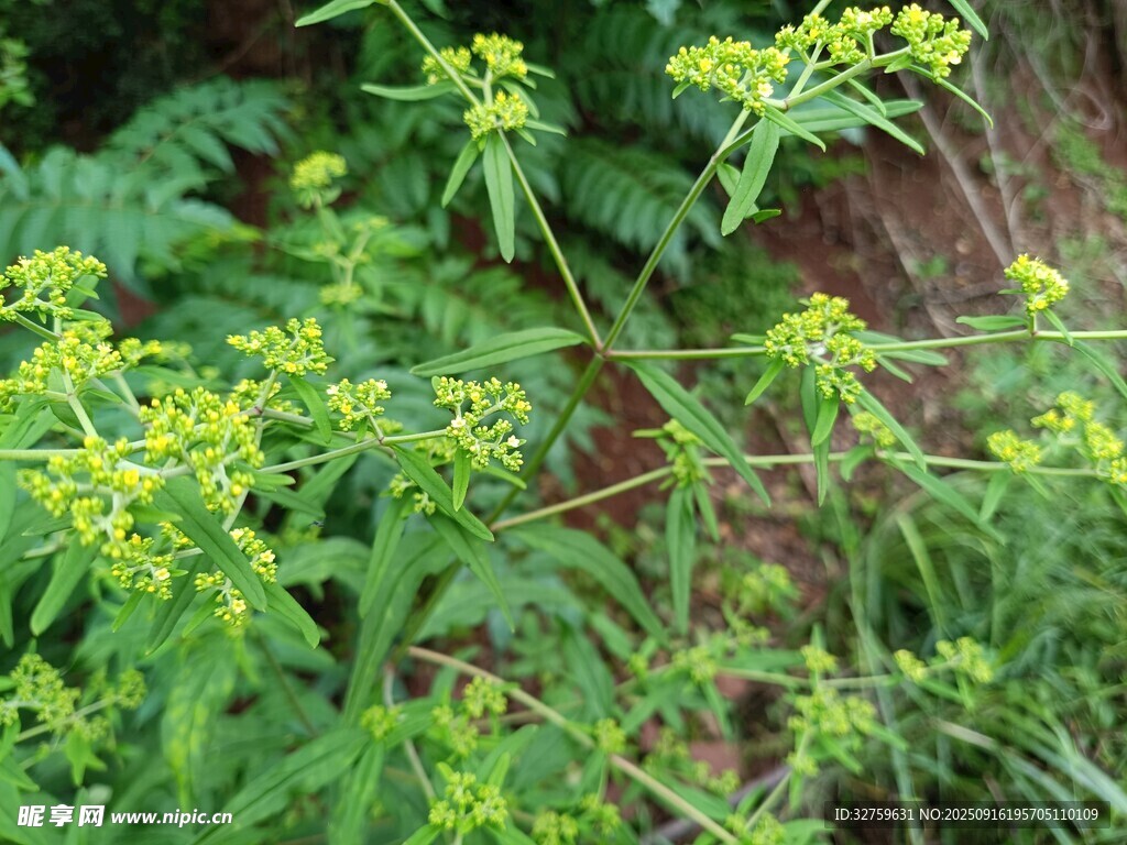 翠綠繁茂的野生草本植物