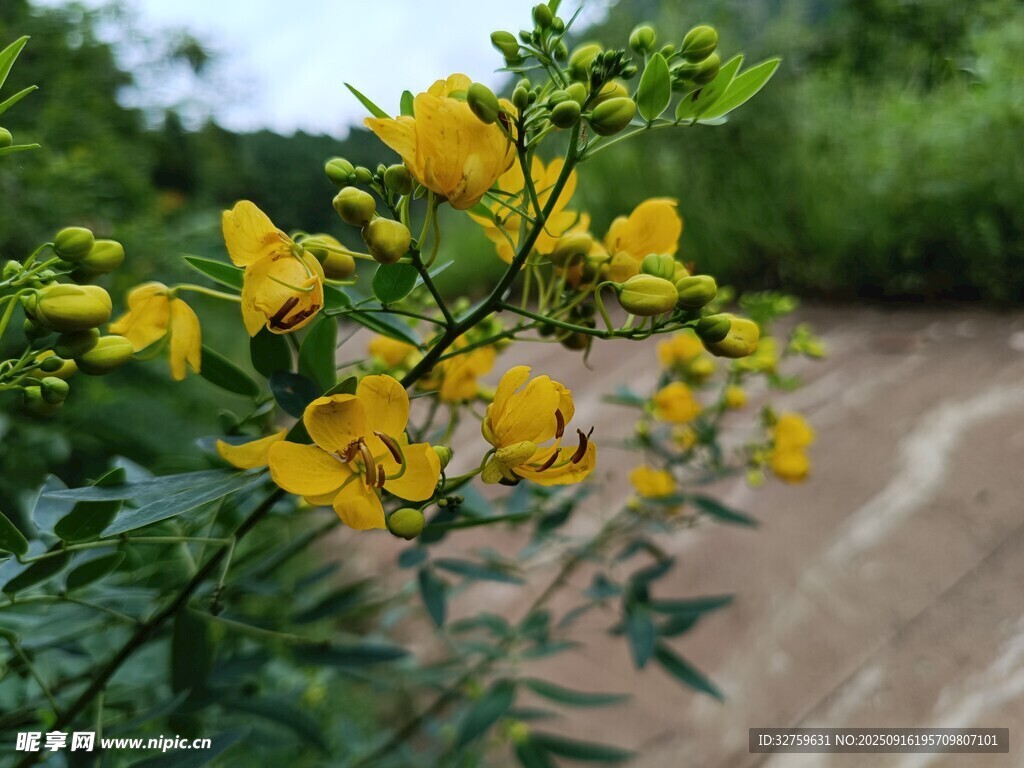 路邊綻放的黃色小花