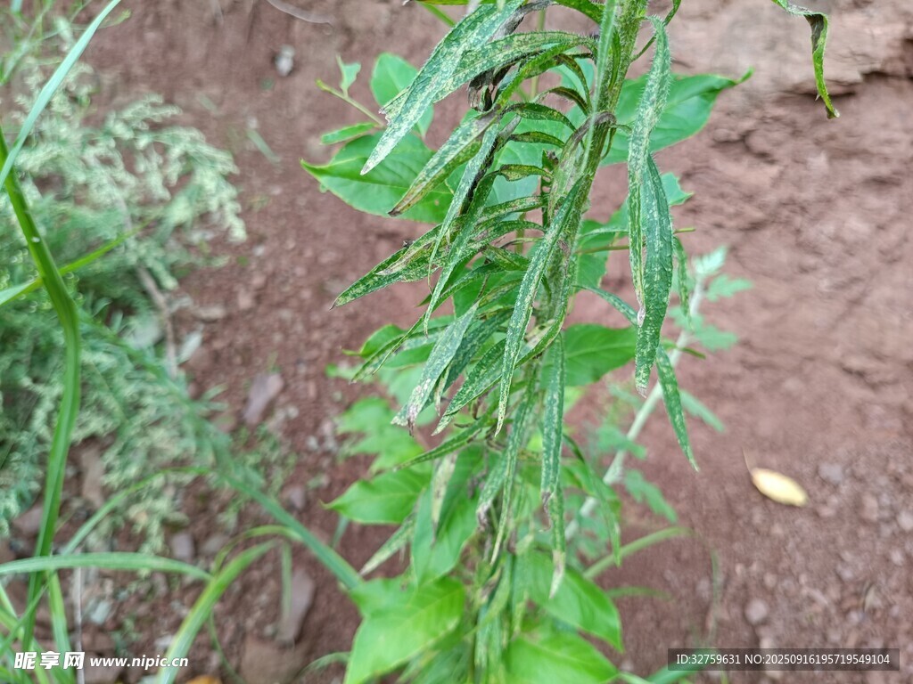 田間嫩綠植物