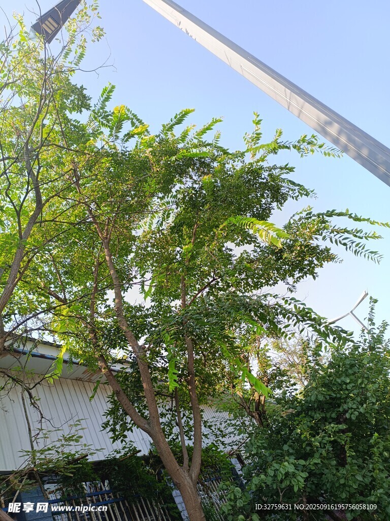 綠葉繁茂的庭院樹木