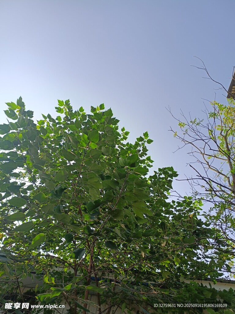 陽光下的蔥郁綠樹