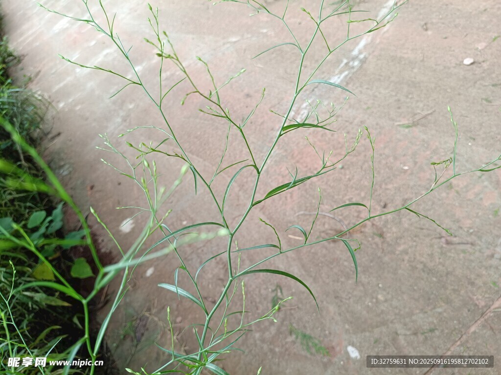 地面上的纖細野草