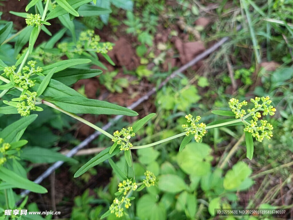 綠色植物上的黃色小花