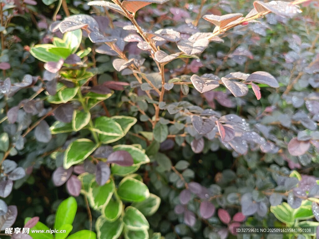 多彩斑斕的植物葉片