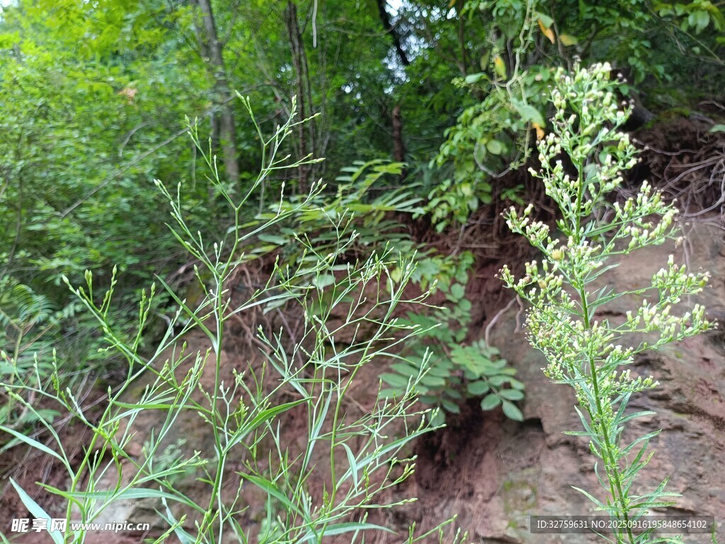 野外綠植與泥土場景