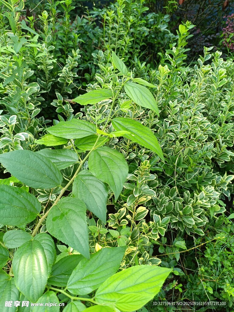 翠綠繁茂的多樣植物
