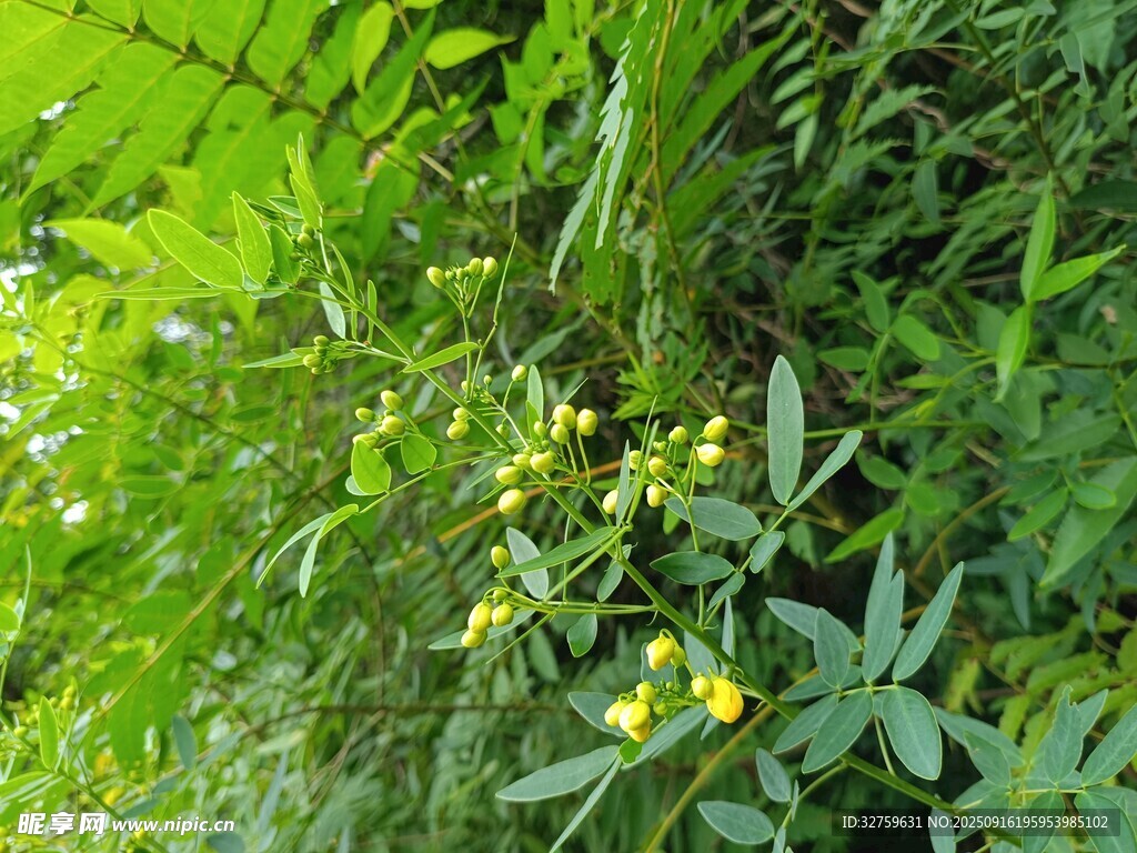 綠葉叢中的黃色小花
