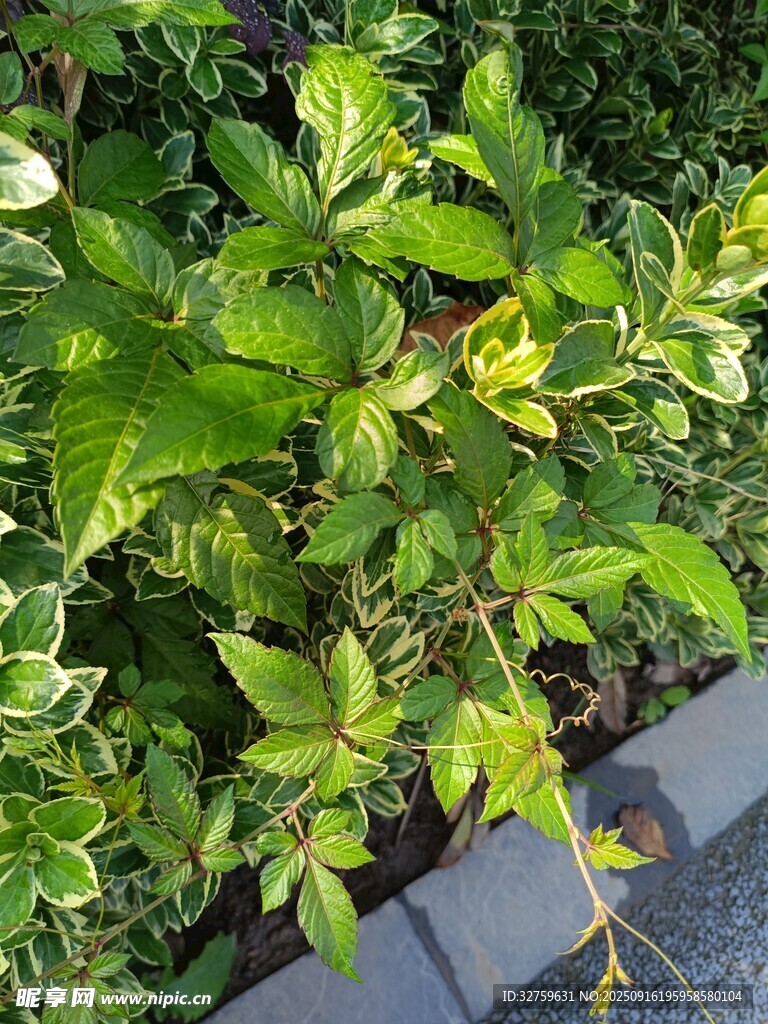 綠葉植物近景特寫