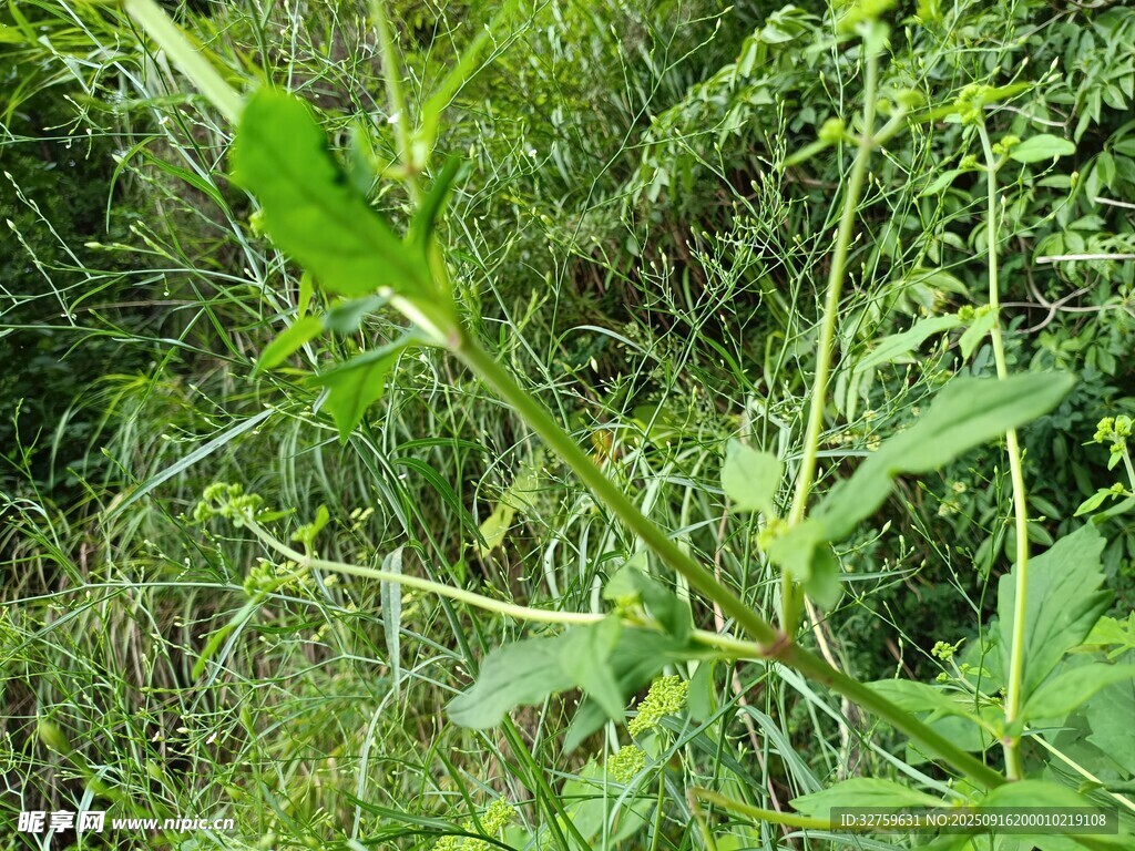 野外繁茂的綠色植物