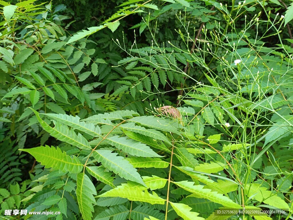 茂密叢林中的翠綠蕨類植物