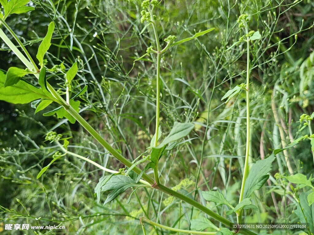 野外繁茂的綠色植物景象