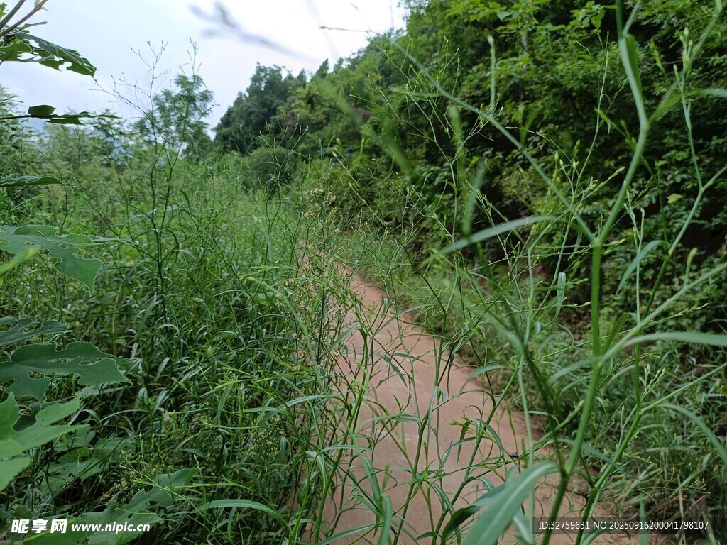 鄉(xiāng)間小徑 