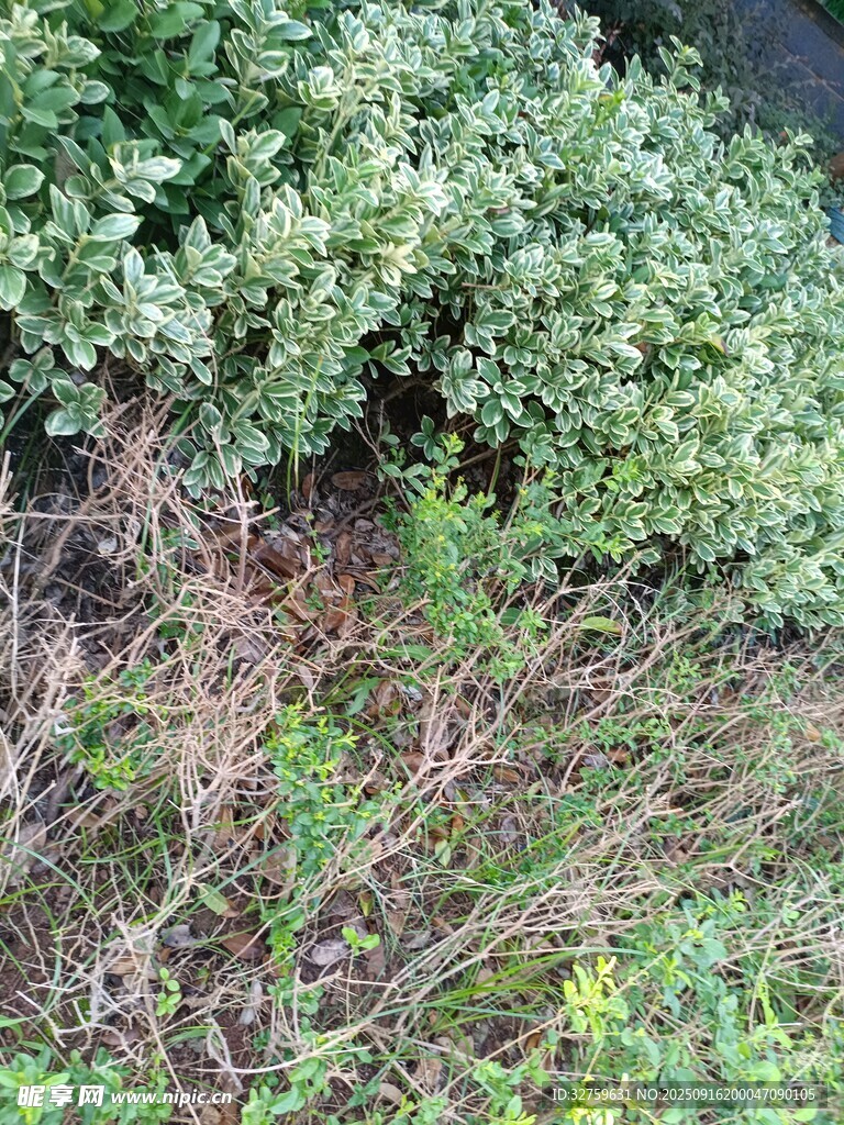 野外繁茂綠植與枯枝干