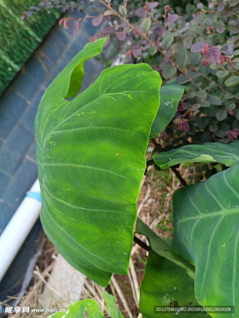 翠綠寬大的熱帶植物葉片