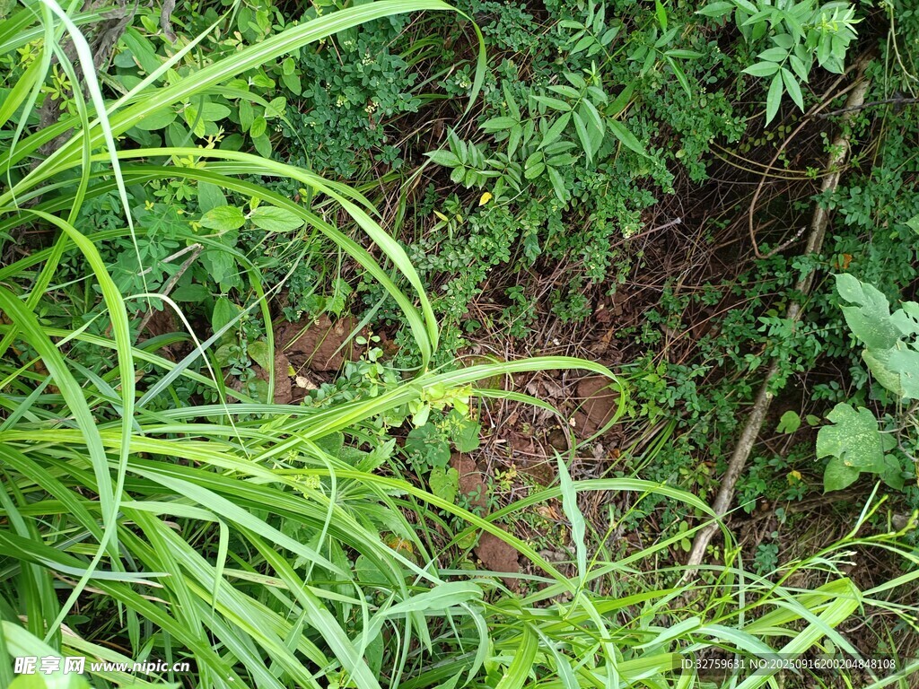 茂密綠植中的自然景象