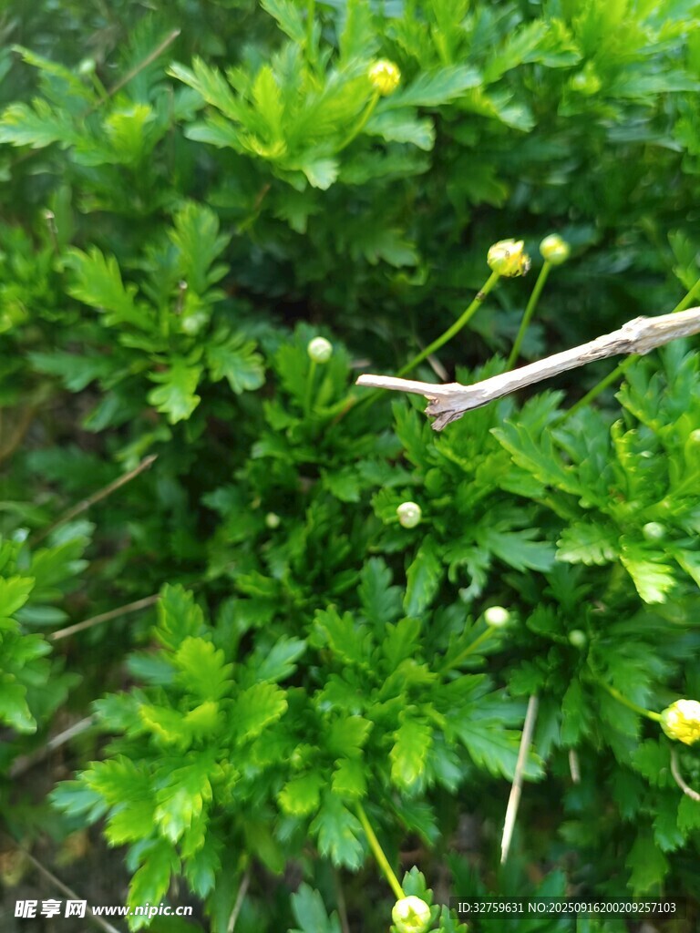 翠綠植物中的細長枝干