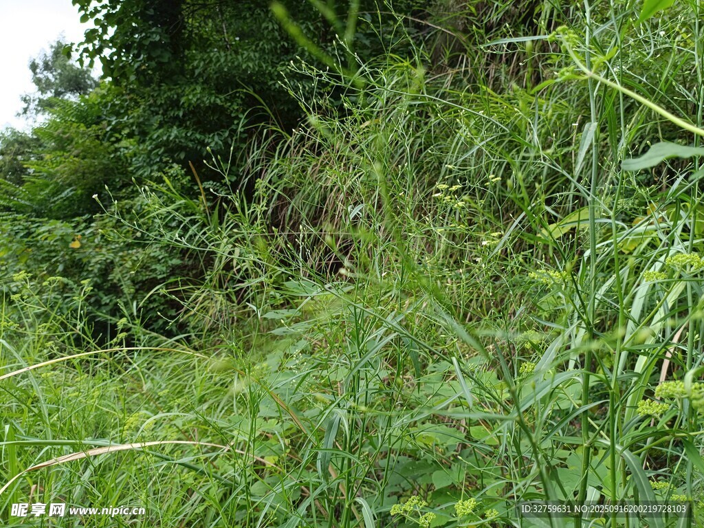 野外茂密的綠色植物景觀