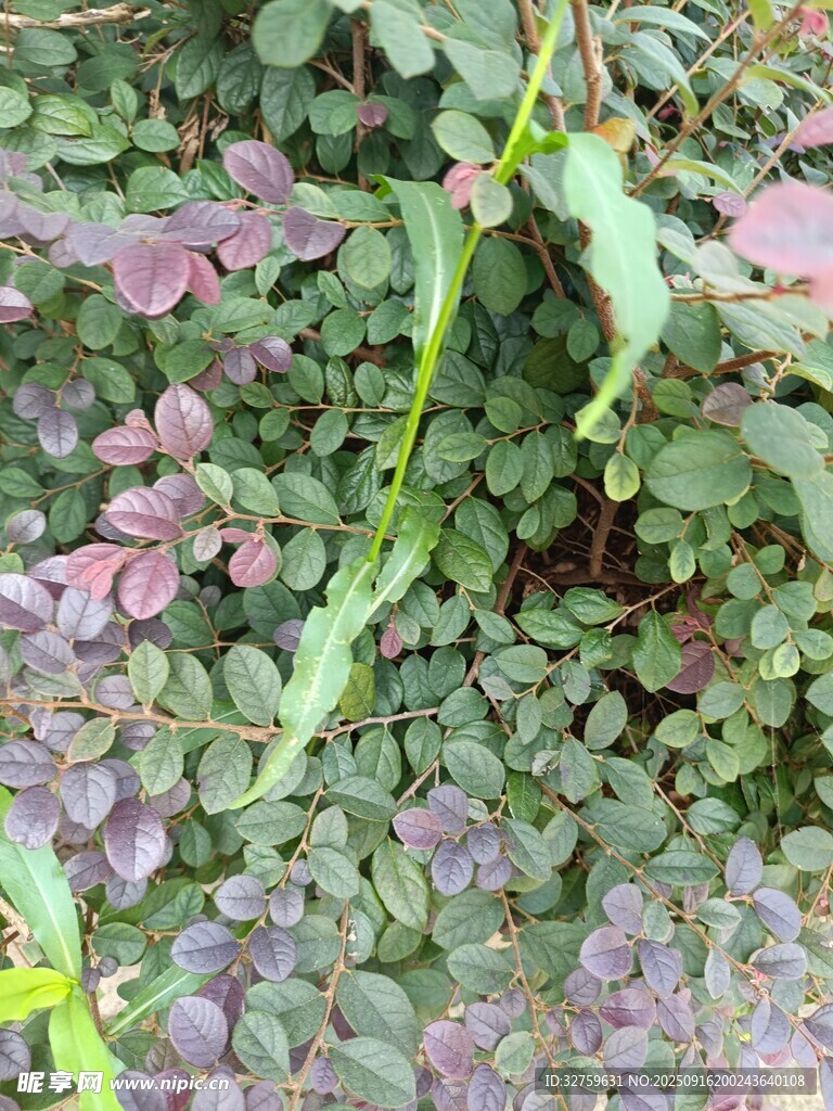 紫色植物與綠葉交織景象