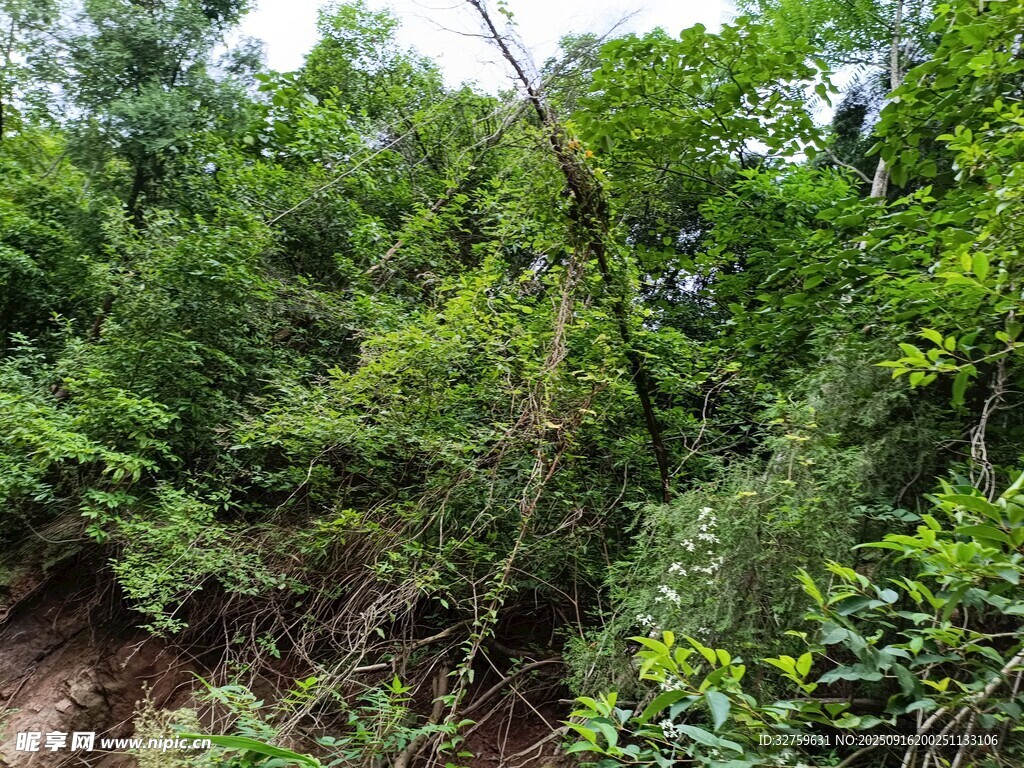 茂密綠意盎然的山林景象