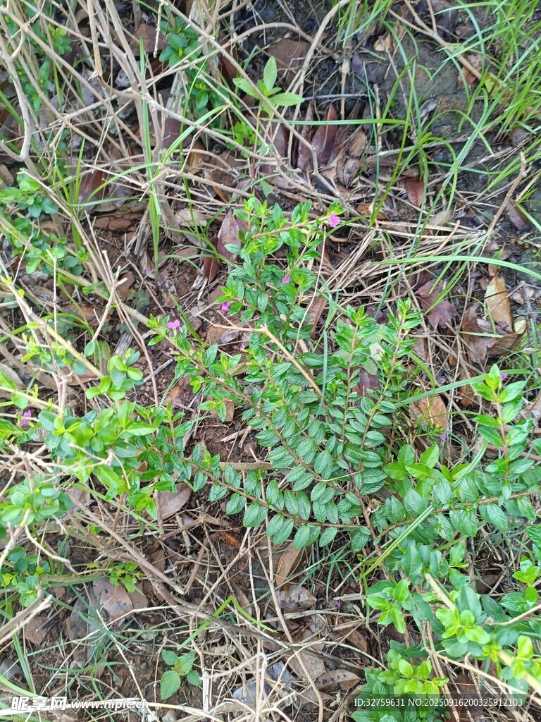 地面生長的綠色低矮植物