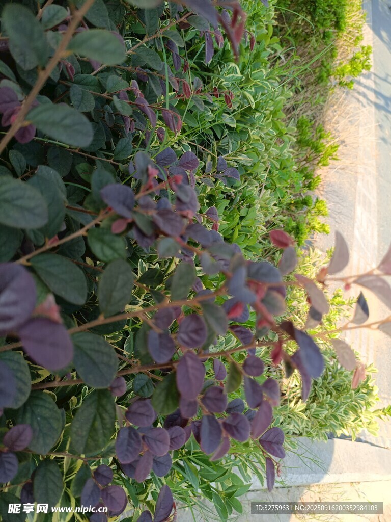 路邊多彩植物景觀