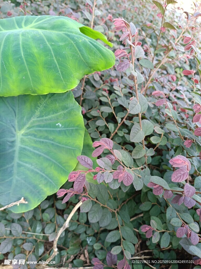 綠葉粉花植物景觀
