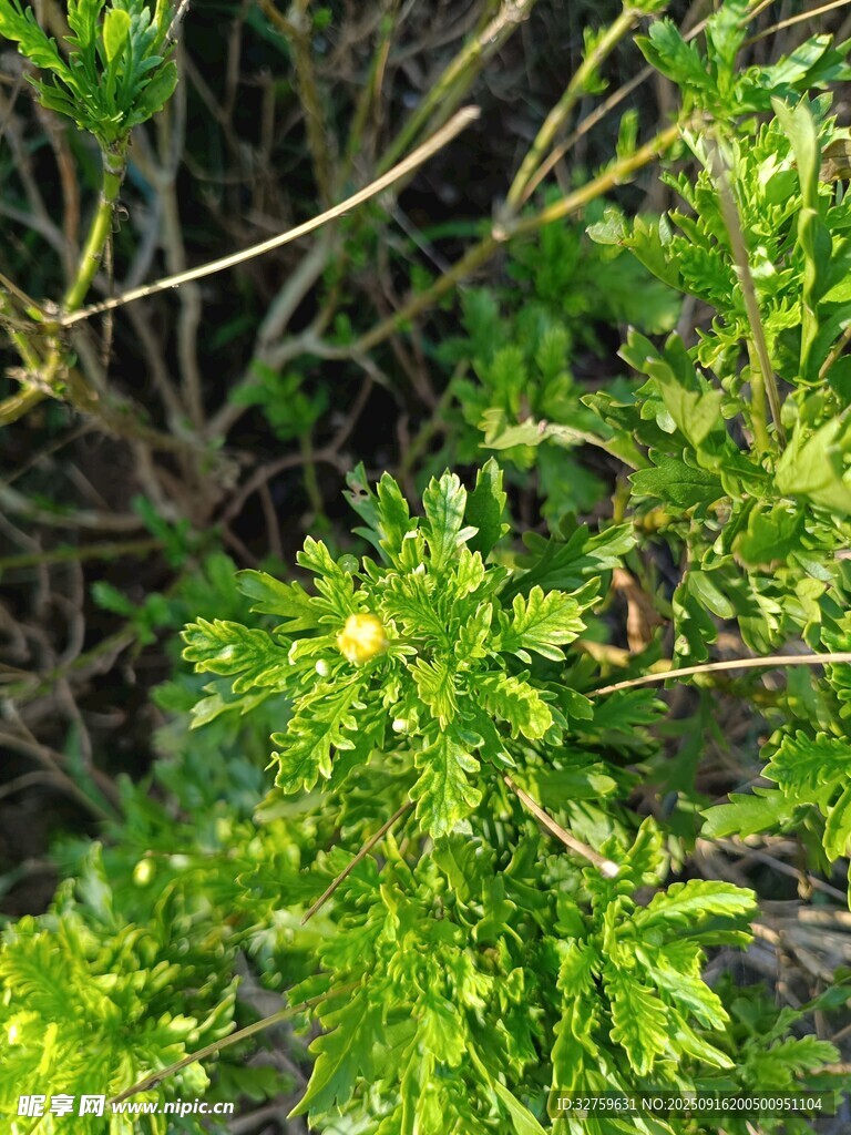 翠綠植物特寫(xiě)