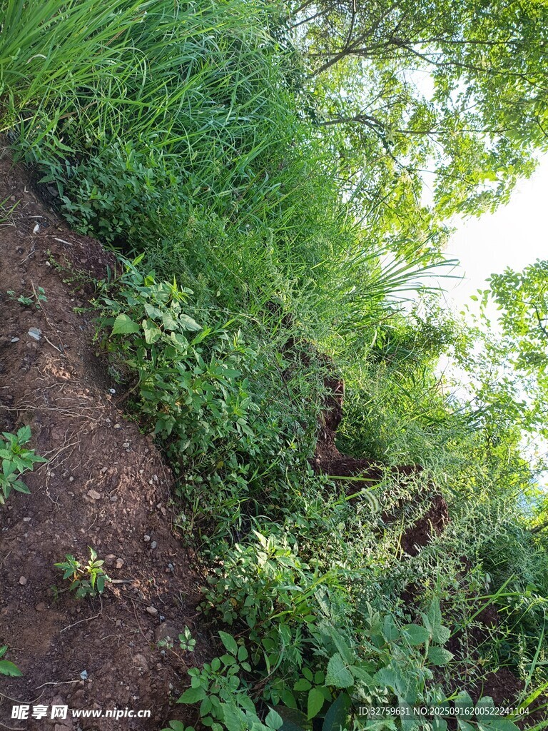 野外繁茂綠植景觀