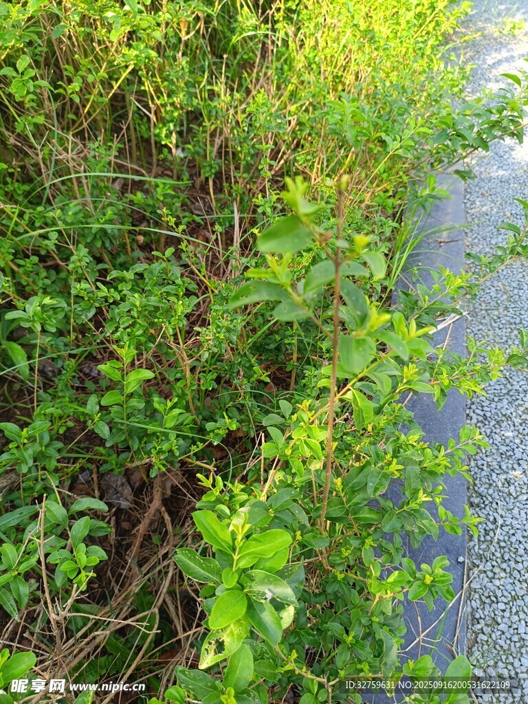 路邊繁茂綠植