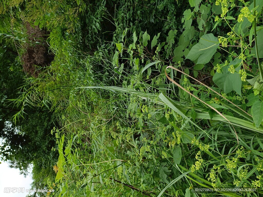 繁茂的綠色植物景觀
