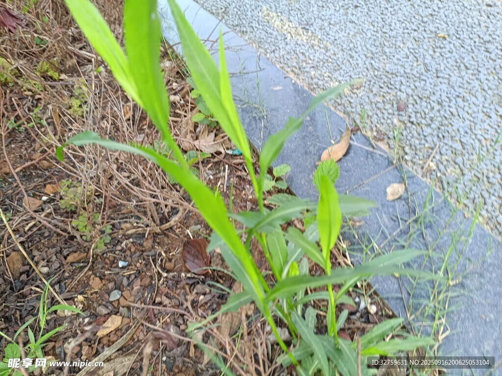 路邊嫩綠野草