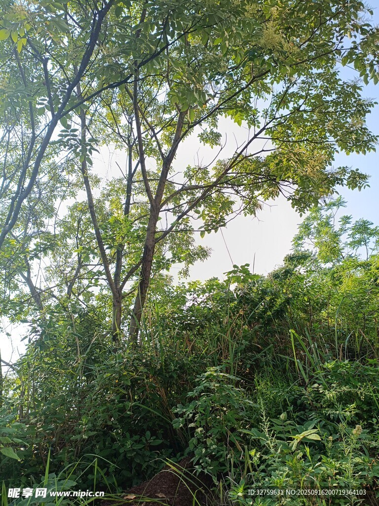 繁茂樹(shù)林中的綠意景致