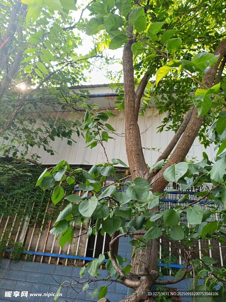 庭院中茂盛的綠樹
