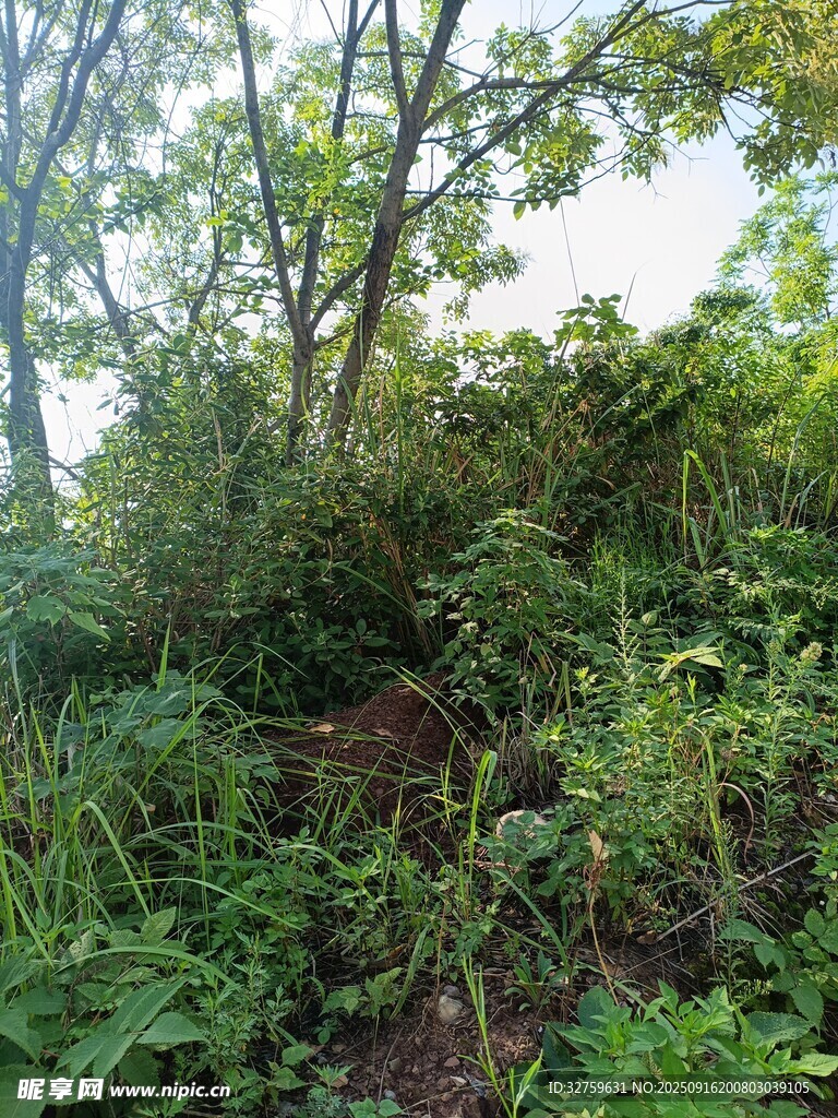 繁茂的野外植物景觀