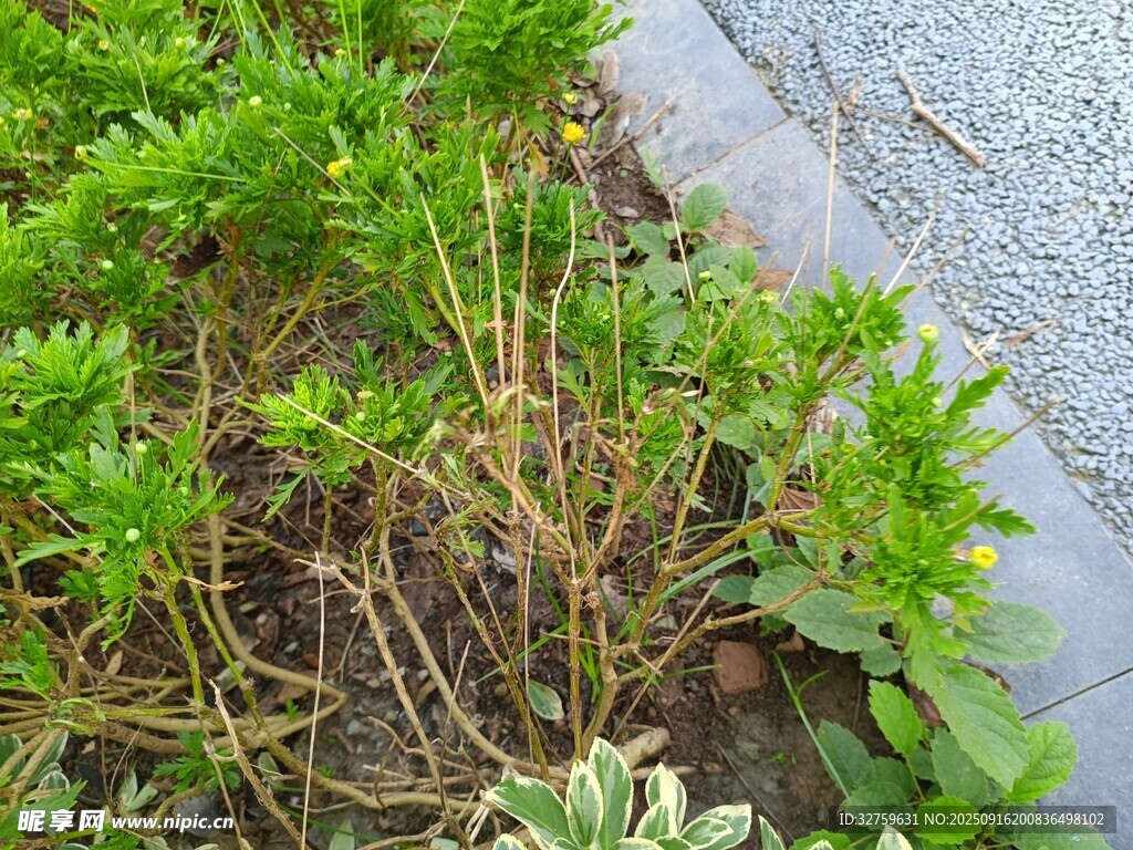 路邊嫩綠植物景觀