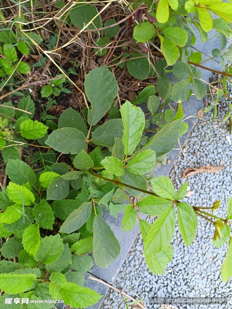 綠葉植物近景特寫(xiě)
