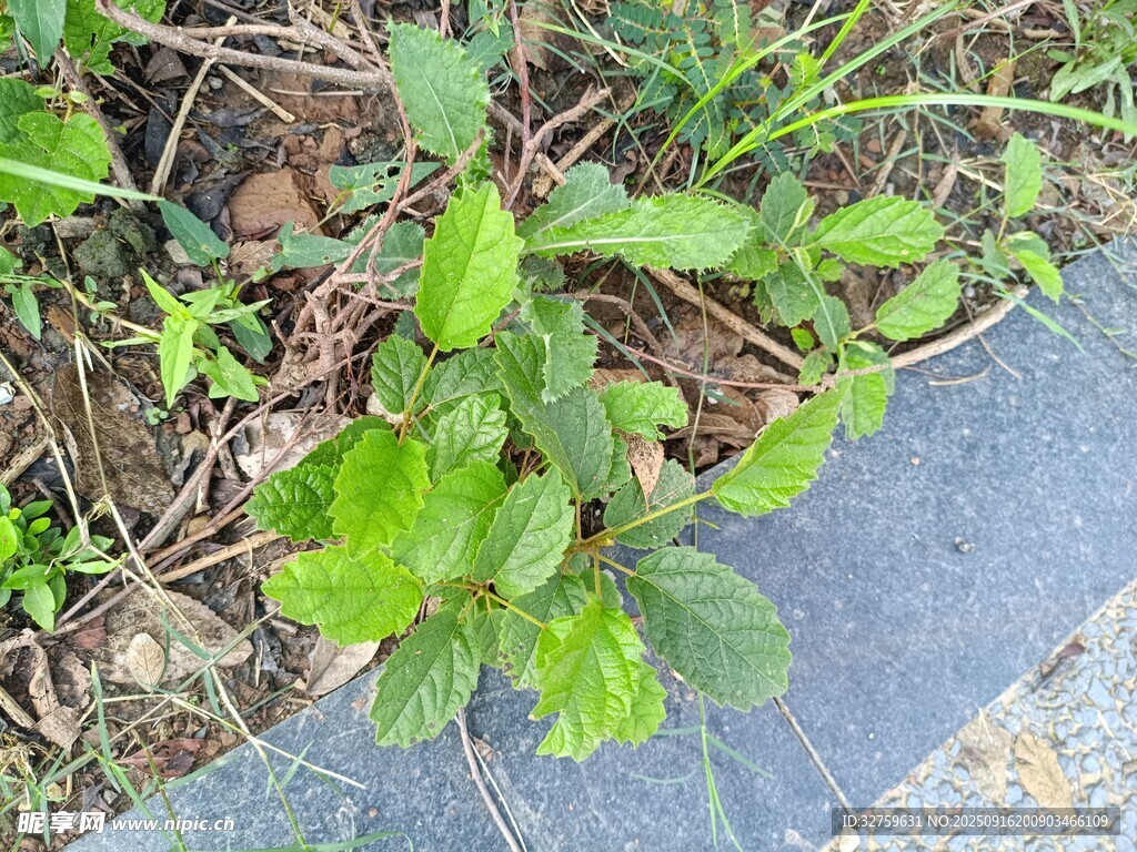 路邊生長的嫩綠植物